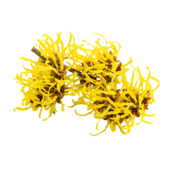 Hamamélis – astringent & apaisant